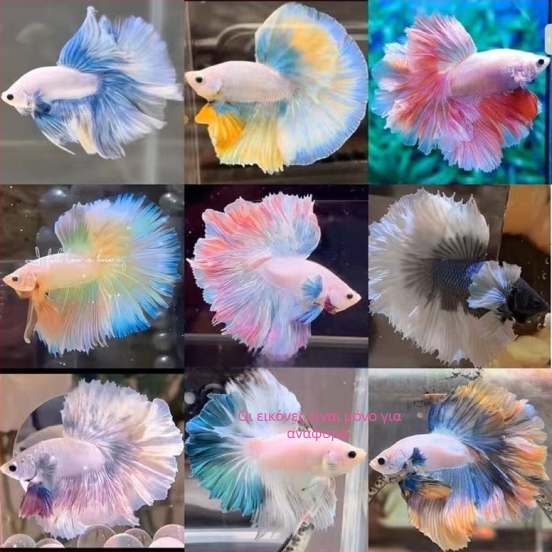 Μάχιμο ψάρι A-Grade Half-Moon Tail Pleated Petals, Είδος: Ψάρι