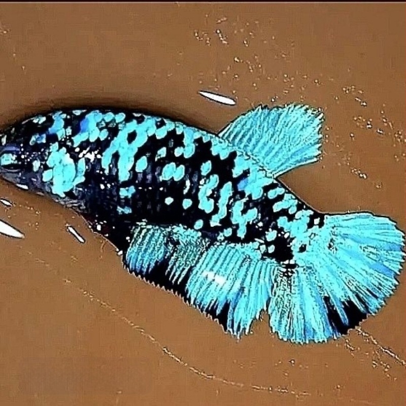 Μάχιμο ψάρι A-Grade Half-Moon Tail Pleated Petals, Είδος: Ψάρι