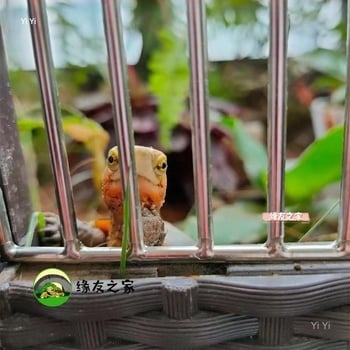 Θήκη εκτροφής χελώνων με πλευρικό πάνελ από ανοξείδωτο ατσάλι και κρύσταλλο σκλήρυνσης, 3C πιστοποιημένο