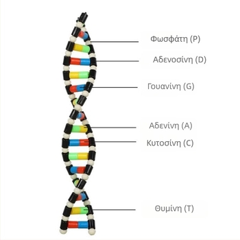 Μοντέλο Διπλής Έλικας DNA για Βιολογία Λυκείου (TA0000; Πλαστικό; ZT; Υψηλής ποιότητας προϊόντα; Βιολογία Λυκείου)