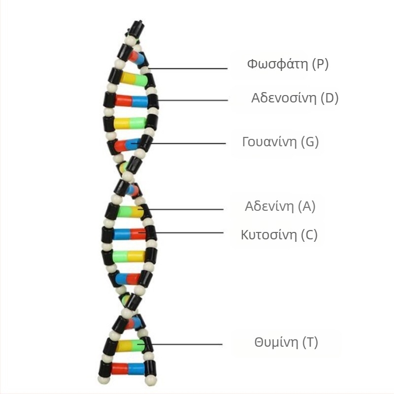 Μοντέλο Διπλής Έλικας DNA για Βιολογία Λυκείου (TA0000; Πλαστικό; ZT; Υψηλής ποιότητας προϊόντα; Βιολογία Λυκείου)