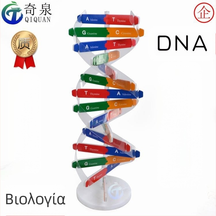 DNA διπλής έλικας εκπαιδευτικό μοντέλο — ABS DIY κιτ βιολογίας για ηλικίες 7–14, μάρκα Qiquan