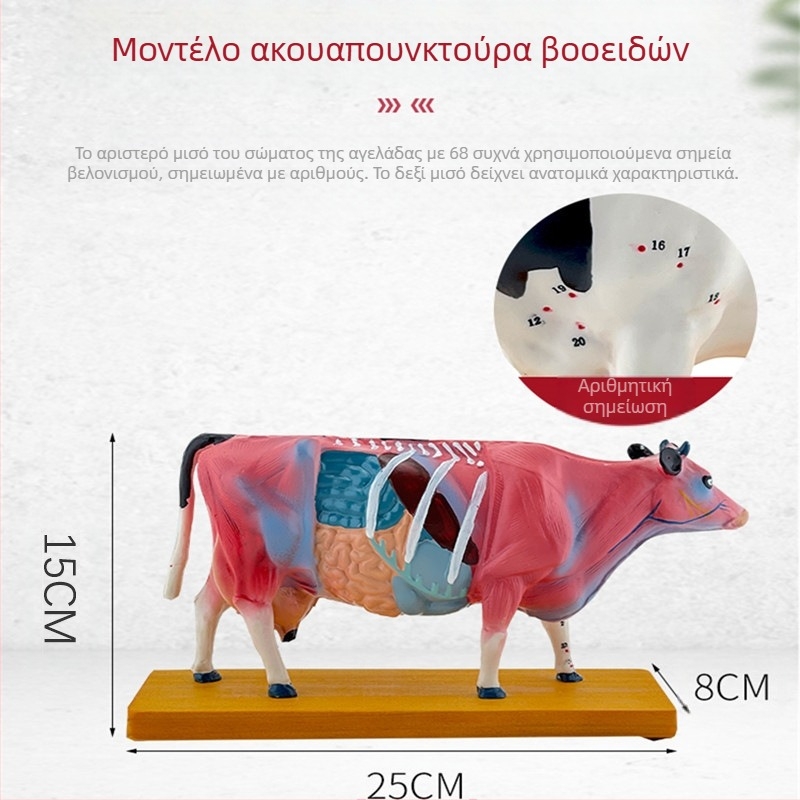 Μοντέλο ανατομίας βοοειδών και βελονισμού