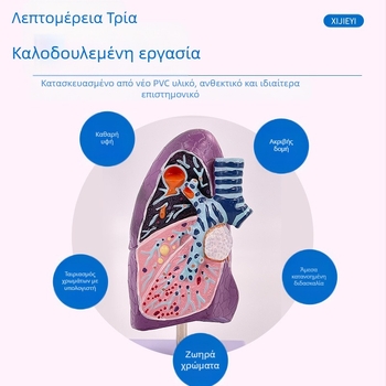 Blue Butterfly πλαστικό μοντέλο εσωτερικών οργάνων: τραχεία και πνεύμονες - ανατομία με παθολογία και διατομή καπνιστικού πνεύμονα.