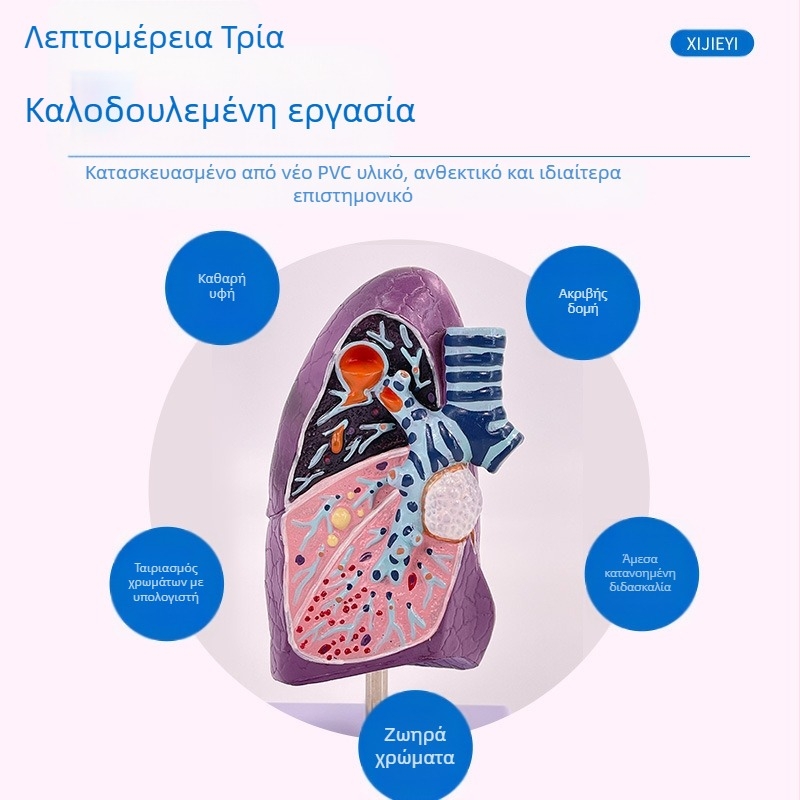 Blue Butterfly πλαστικό μοντέλο εσωτερικών οργάνων: τραχεία και πνεύμονες - ανατομία με παθολογία και διατομή καπνιστικού πνεύμονα.