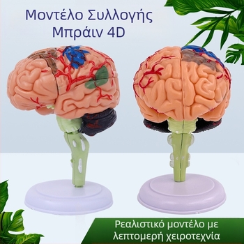 4D αποσπώμενο μοντέλο ανθρώπινου εγκεφάλου για ανατομία του εγκεφάλου και διδασκαλία νευρολογίας