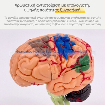 4D αποσπώμενο μοντέλο ανθρώπινου εγκεφάλου για ανατομία του εγκεφάλου και διδασκαλία νευρολογίας