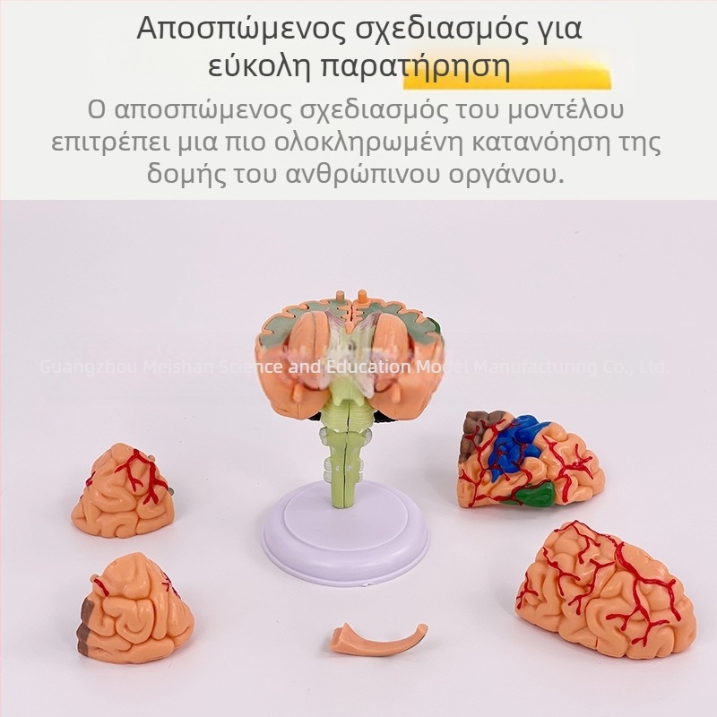 4D αποσπώμενο μοντέλο ανθρώπινου εγκεφάλου για ανατομία του εγκεφάλου και διδασκαλία νευρολογίας