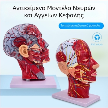 Μοντέλο ανατομίας κεφαλής και αυχένα με εγκεφαλοαγγειακές και προσώπου νευροαγγειακές δομές (Μάρκα: Blue Butterfly; Υλικό: Βινύλιο; Κατηγορία: Κεφάλι)