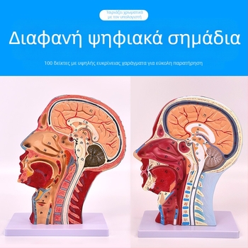 Μοντέλο ανατομίας κεφαλής και αυχένα με εγκεφαλοαγγειακές και προσώπου νευροαγγειακές δομές (Μάρκα: Blue Butterfly; Υλικό: Βινύλιο; Κατηγορία: Κεφάλι)