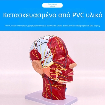 Μοντέλο ανατομίας κεφαλής και αυχένα με εγκεφαλοαγγειακές και προσώπου νευροαγγειακές δομές (Μάρκα: Blue Butterfly; Υλικό: Βινύλιο; Κατηγορία: Κεφάλι)