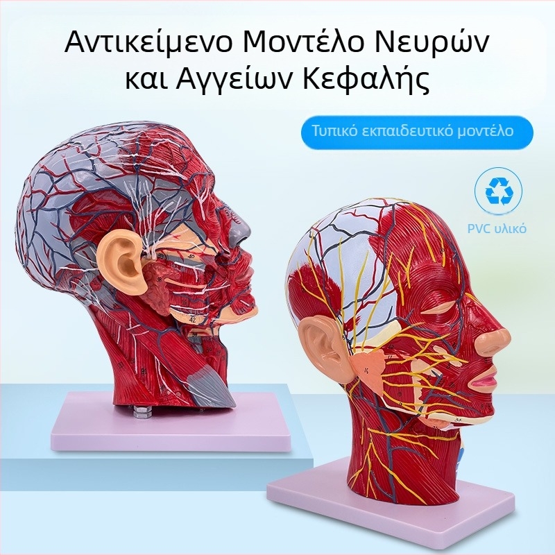 Μοντέλο ανατομίας κεφαλής και αυχένα με εγκεφαλοαγγειακές και προσώπου νευροαγγειακές δομές (Μάρκα: Blue Butterfly; Υλικό: Βινύλιο; Κατηγορία: Κεφάλι)