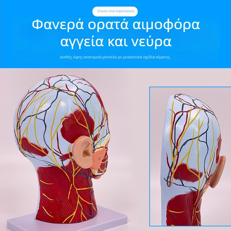 Μοντέλο ανατομίας κεφαλής και αυχένα με εγκεφαλοαγγειακές και προσώπου νευροαγγειακές δομές (Μάρκα: Blue Butterfly; Υλικό: Βινύλιο; Κατηγορία: Κεφάλι)