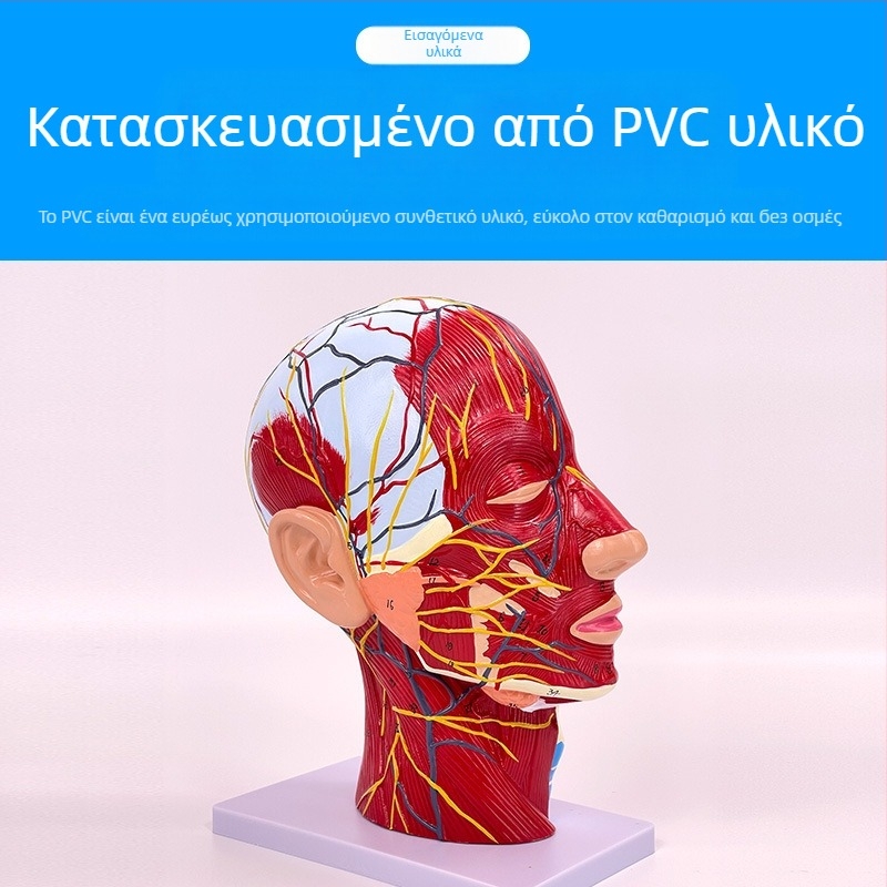 Μοντέλο ανατομίας κεφαλής και αυχένα με εγκεφαλοαγγειακές και προσώπου νευροαγγειακές δομές (Μάρκα: Blue Butterfly; Υλικό: Βινύλιο; Κατηγορία: Κεφάλι)