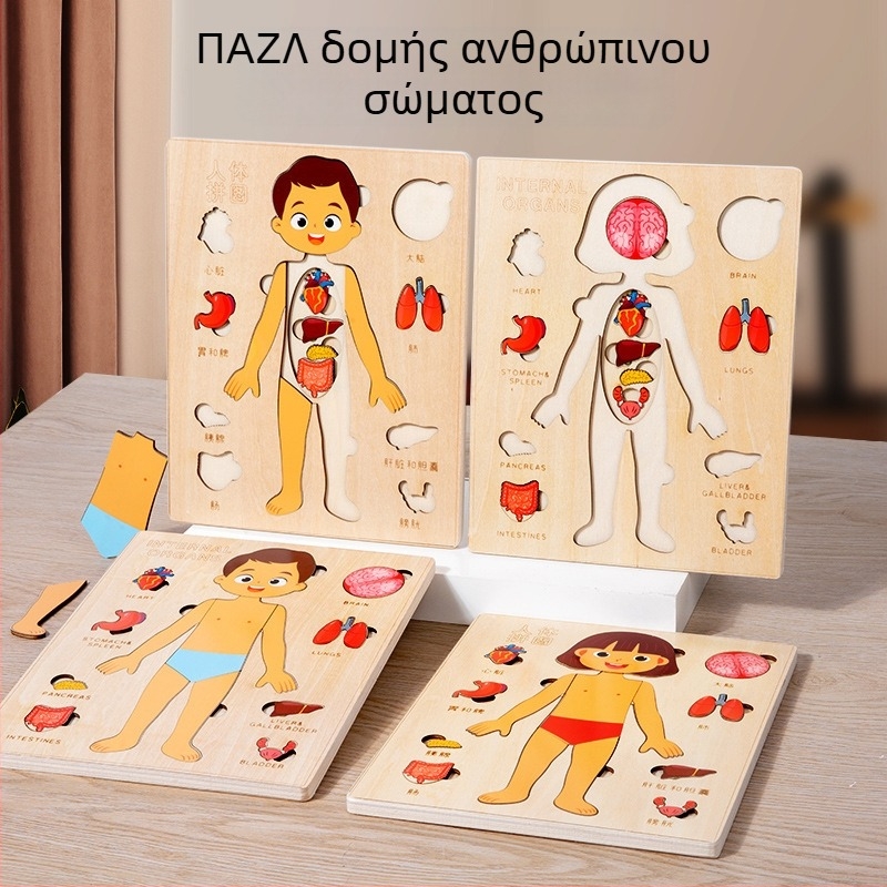 Ξύλινο παζλ οργάνων ανθρώπινου σώματος, για παιδιά, 4–6 ετών, μάρκα Xundai, διαμόρφωση δειγμάτων