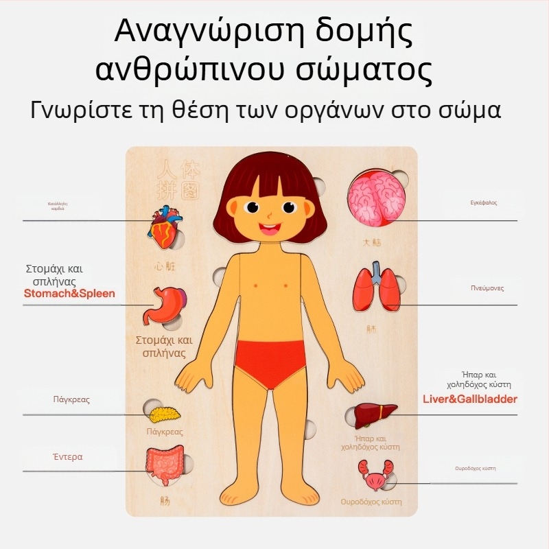Ξύλινο παζλ οργάνων ανθρώπινου σώματος, για παιδιά, 4–6 ετών, μάρκα Xundai, διαμόρφωση δειγμάτων
