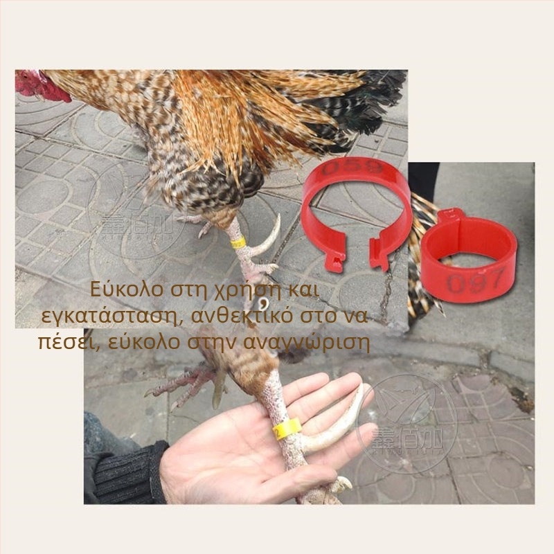Δακτυλίδι σήμανσης πτηνών με ανοιχτό κούμπωμα για κοτόπουλα, πάπιες και χήνες – Xin Baijia