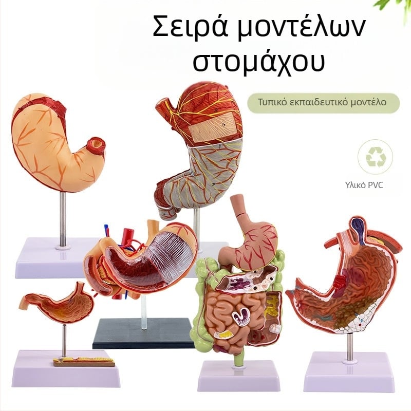 Μοντέλο ανατομίας ανθρώπινου στομάχου — κορωνική τομή, παθολογικό μοντέλο στομάχου με διάτρηση, εκπαίδευση γαστροεντερολογίας