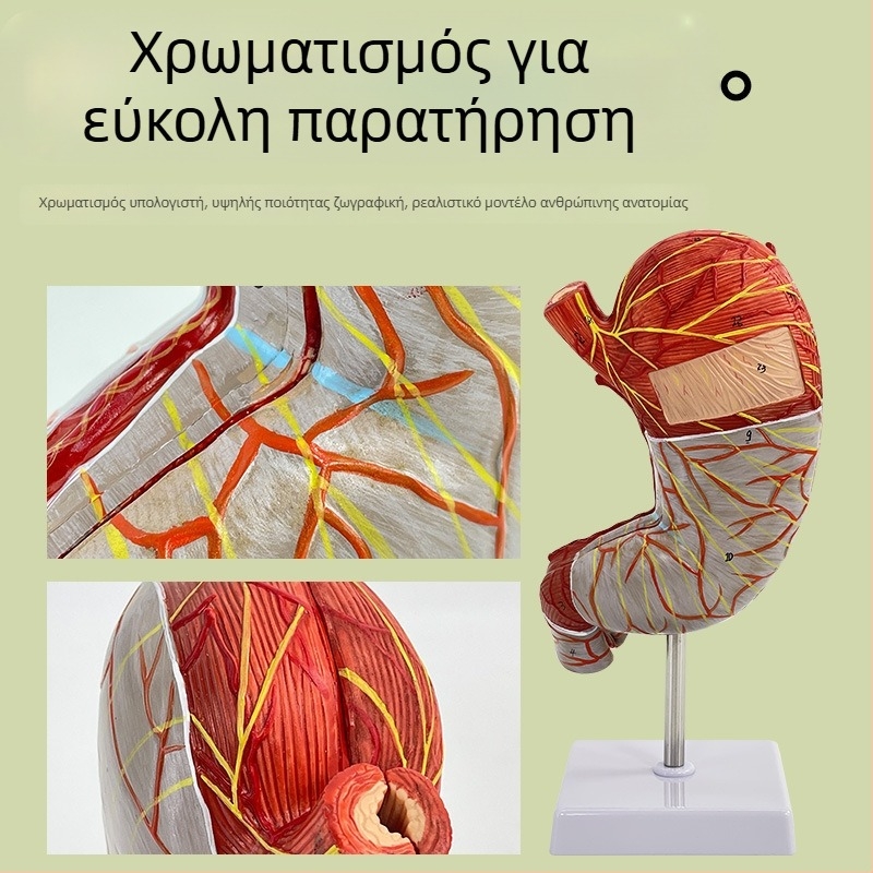 Μοντέλο ανατομίας ανθρώπινου στομάχου — κορωνική τομή, παθολογικό μοντέλο στομάχου με διάτρηση, εκπαίδευση γαστροεντερολογίας