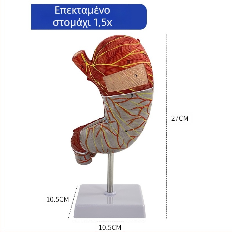 Μοντέλο ανατομίας ανθρώπινου στομάχου — κορωνική τομή, παθολογικό μοντέλο στομάχου με διάτρηση, εκπαίδευση γαστροεντερολογίας