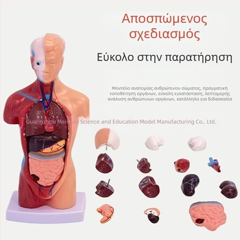 Meishan μοντέλο κορμού ανατομίας για διδασκαλία – καρδιά και εγκέφαλος, πλαστικό
