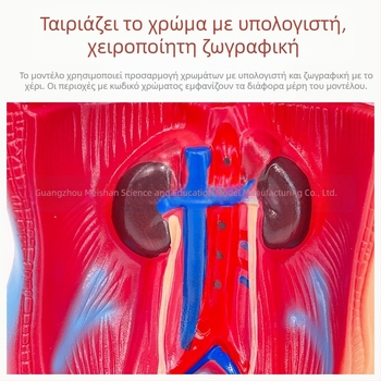 Meishan μοντέλο κορμού ανατομίας για διδασκαλία – καρδιά και εγκέφαλος, πλαστικό