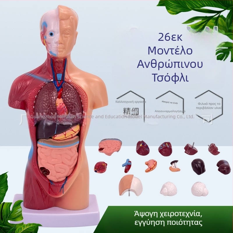Meishan μοντέλο κορμού ανατομίας για διδασκαλία – καρδιά και εγκέφαλος, πλαστικό