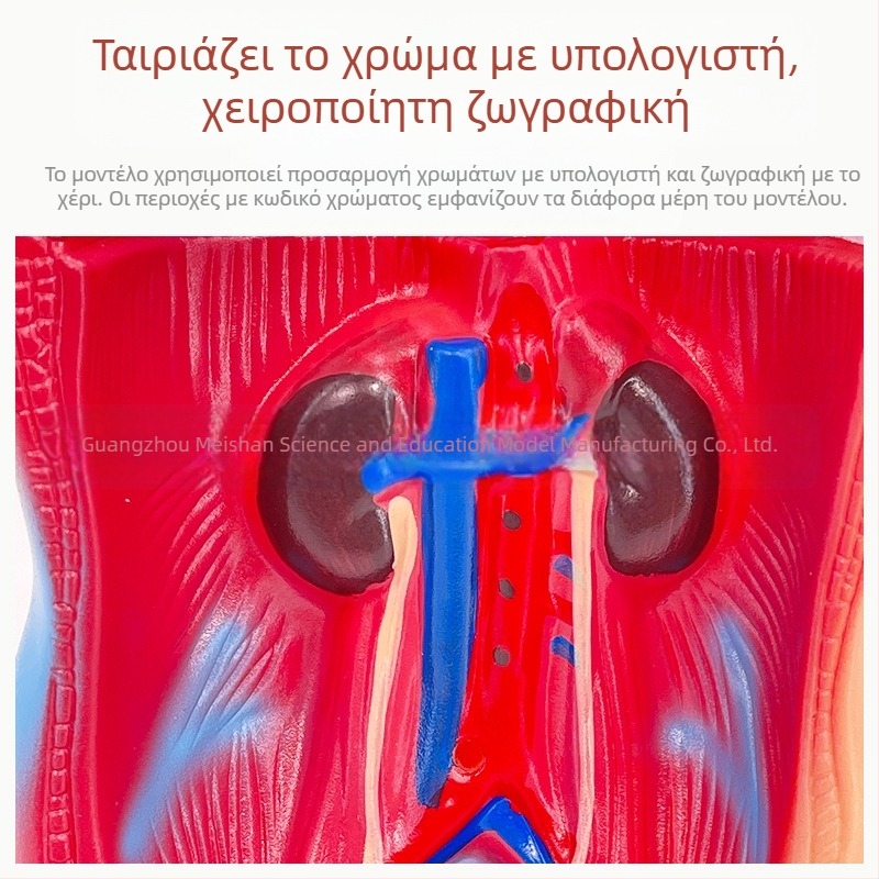Meishan μοντέλο κορμού ανατομίας για διδασκαλία – καρδιά και εγκέφαλος, πλαστικό