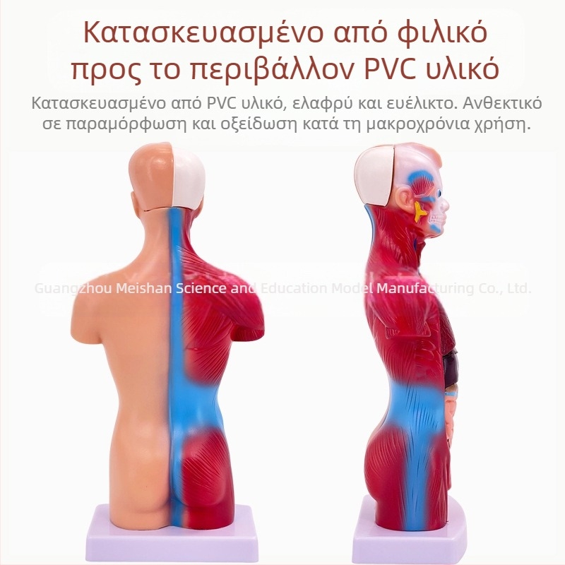 Meishan μοντέλο κορμού ανατομίας για διδασκαλία – καρδιά και εγκέφαλος, πλαστικό