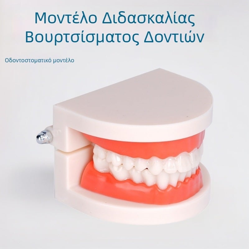 Δοντιακό διδακτικό μοντέλο για ενήλικες, με αφαιρούμενη δομή οδοντοστοιχίας και μοντέλο προετοιμασίας οδοντοστοιχίας