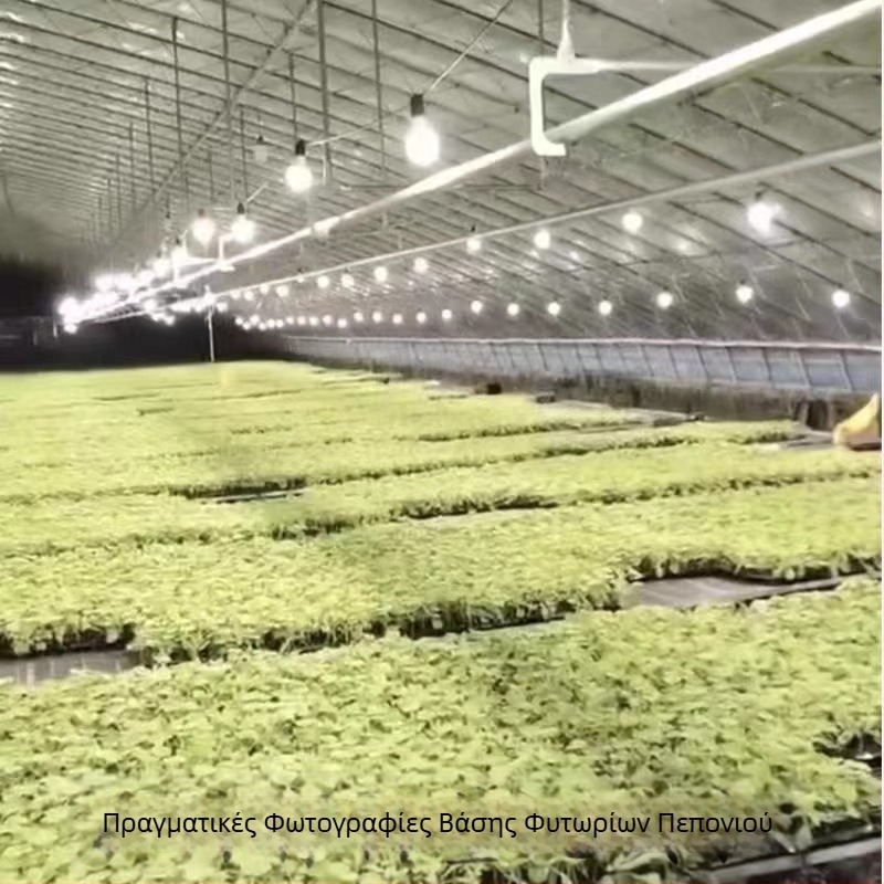 LED φως ανάπτυξης φυτών πλήρους φάσματος με εξωτερικό αδιάβροχο κιτ για φωτισμό dragon fruit