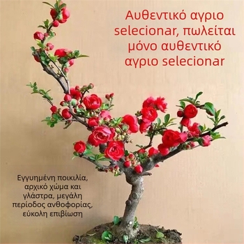 Μπέγονια Longevity Crown Μπονσάι – Μπονσάι με κόκκινα άνθη για εσωτερική και εξωτερική χρήση