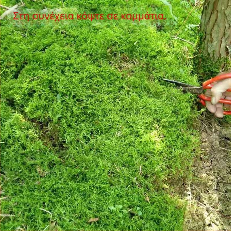 Μπονσάι βρύα – μίνι τοπίο, Μάρκα Unique, Στυλ Μοντέρνος Μινιμαλισμός, Δώρο: Διαφημιστικά Δώρα, Εισαγωγή: Όχι