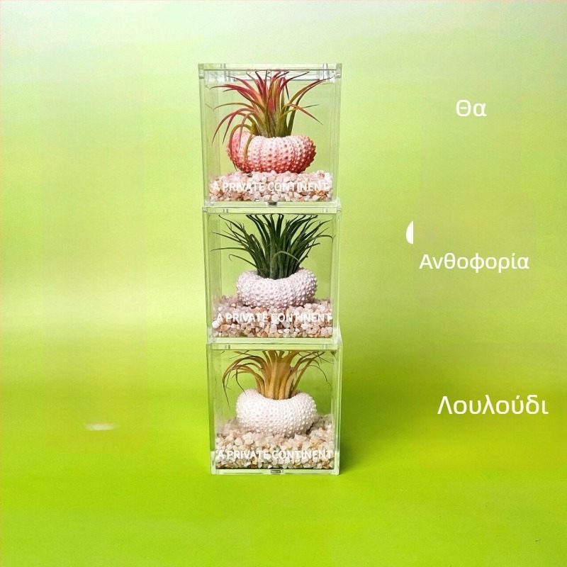 Μίνι σετ φυτών χωρίς χώμα για γραφείο, χειροποίητο, προσαρμόσιμο (Υλικό: Φυτό; Κατασκευή: Χειροποίητο; Επεξεργασία/Προσαρμογή: Υποστηρίζει προσαρμογή)