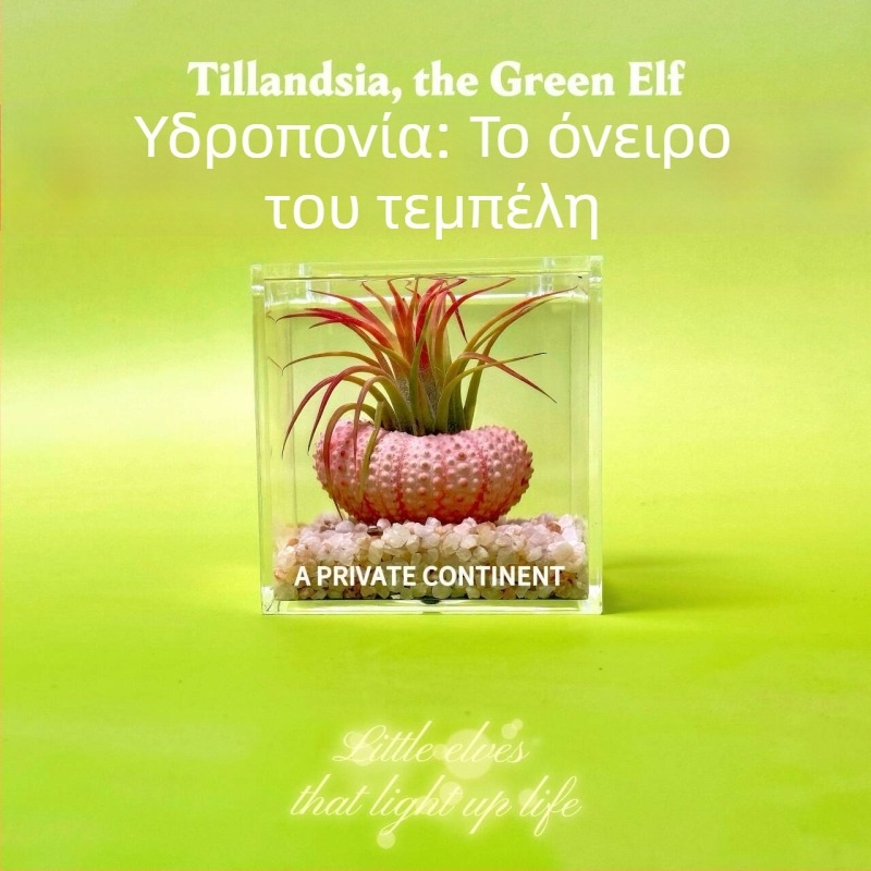 Μίνι σετ φυτών χωρίς χώμα για γραφείο, χειροποίητο, προσαρμόσιμο (Υλικό: Φυτό; Κατασκευή: Χειροποίητο; Επεξεργασία/Προσαρμογή: Υποστηρίζει προσαρμογή)