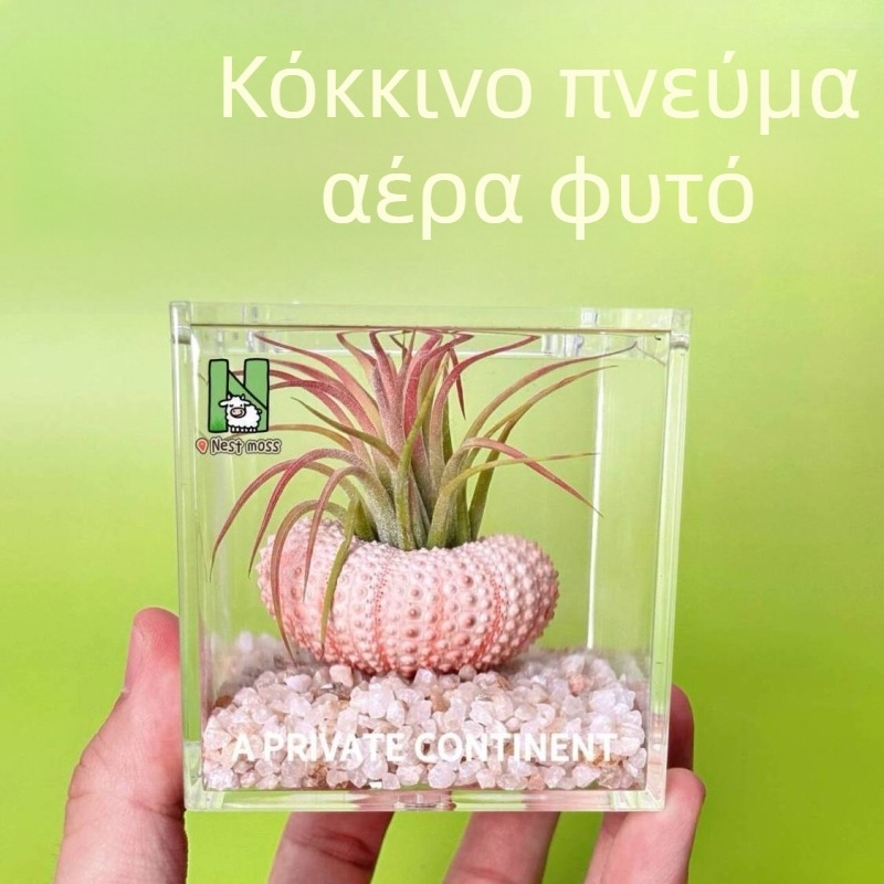 Μίνι σετ φυτών χωρίς χώμα για γραφείο, χειροποίητο, προσαρμόσιμο (Υλικό: Φυτό; Κατασκευή: Χειροποίητο; Επεξεργασία/Προσαρμογή: Υποστηρίζει προσαρμογή)