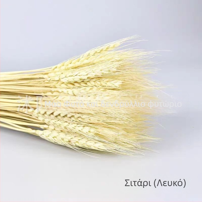 Βαμμένο ξηρό μπουκέτο κριθάρι, 100 στελέχη ανά δέσμη, για γάμους και μόνιμη διακόσμηση
