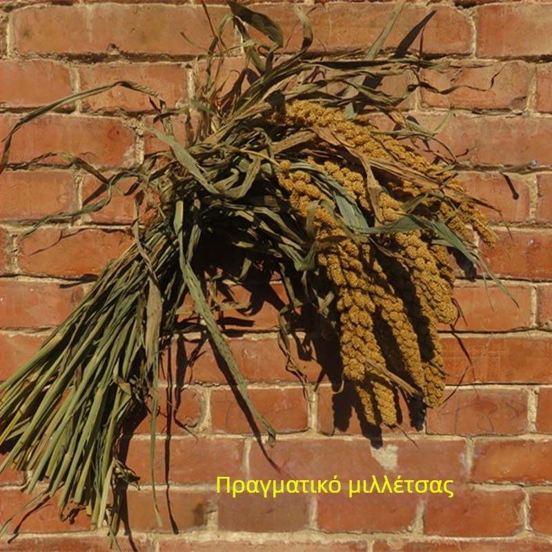 Διάκοσμητικό με αυτιά ρυζιού και αποξηραμένα άνθη για γάμους, φωτογραφικά σκηνικά και διακόσμηση σπιτιού