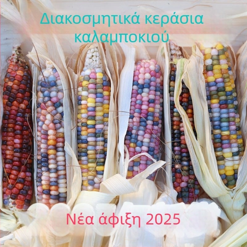 Κωνοειδές διακοσμητικό με θέμα το καλαμπόκι | ημιχειροποίητη και ημιμηχανική κατασκευή | κατάλληλο ως διαφημιστικό δώρο ή επιχειρηματικό δώρο | χωρίς δικαιώματα πνευματικής ιδιοκτησίας