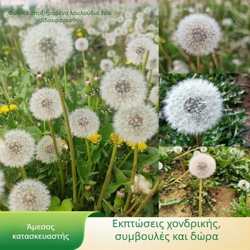 Σετ DIY με διατηρημένα λουλούδια σε κουτί με γυάλινο καπάκι: πικραλίδα, φυσικά λουλούδια, ρητίνη