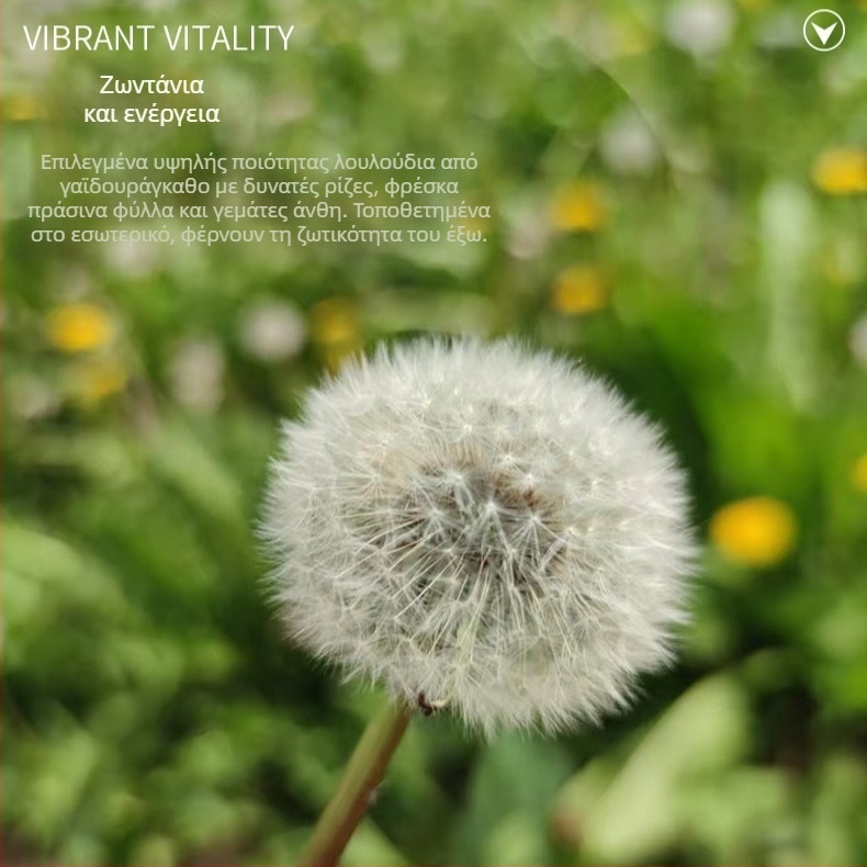 Σετ DIY με διατηρημένα λουλούδια σε κουτί με γυάλινο καπάκι: πικραλίδα, φυσικά λουλούδια, ρητίνη