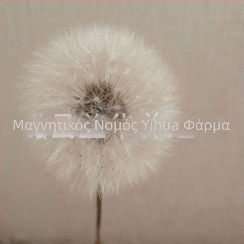 Σετ DIY με διατηρημένα λουλούδια σε κουτί με γυάλινο καπάκι: πικραλίδα, φυσικά λουλούδια, ρητίνη