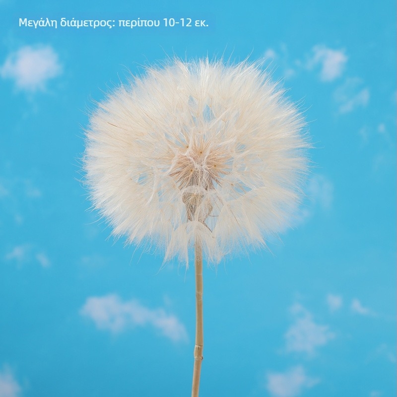 Τιτάνιο Dandelion αποξηραμένα άνθη – DIY διακοσμητικά υλικά για βάζα και φωτογραφικά props