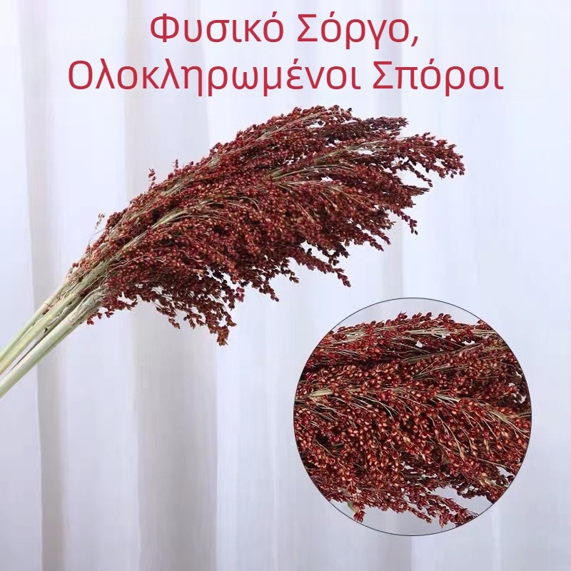 Διακοσμητικά αποξηραμένα άνθη σόργου σε μπουκέτα, υφή φλεβών αποξηραμένων φύλλων, χωρίς βαφή, για διακοσμητικούς τοίχους