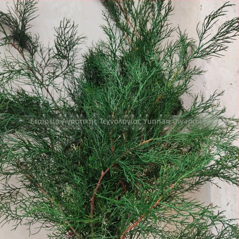 Κλαδιά - Πεύκο-Κυπάρισσος, βαμμένα, μάρκα Qiyang, διακοσμητικοί τοίχοι