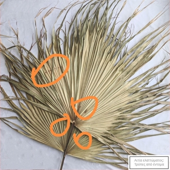 Πλάκα φύλλων φοίνικα για διακόσμηση τοίχων — αποξηραμένες φλέβες φύλλων, ποικιλία φοίνικα, μάρκα Qifeng cattail fan