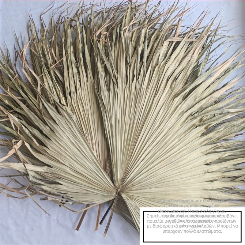 Πλάκα φύλλων φοίνικα για διακόσμηση τοίχων — αποξηραμένες φλέβες φύλλων, ποικιλία φοίνικα, μάρκα Qifeng cattail fan