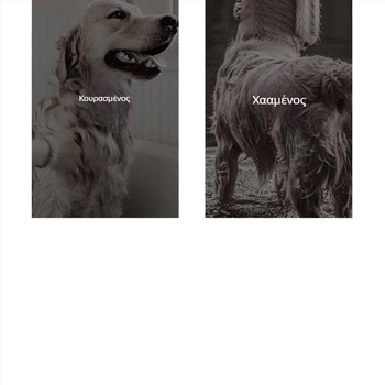 Συσκευή στεγνώματος κατοικίδιων all-in-one με ενσωματωμένη χτένα – γρήγορο στέγνωμα για σκύλους και γάτες, 2000W+, ≤36V, καθολική χρήση