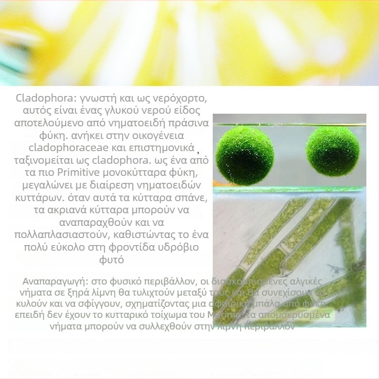 Μάριμο μπάλα θαλάσσιου φυκιού οικολογικό μπουκάλι — υδροπονικό μικρο-τοπίο για φοιτητικό δωμάτιο και ενυδρείο με κατοικίδια ψάρια — οξυγονωτικά υδάτινα φυτά