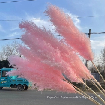 Ροζ μπουκέτο αποξηραμένων pampas - αποξηραμένα άνθη, φυσική διακόσμηση για στούντιο φωτογράφισης και γαμήλια props, μάρκα Yabo, συσκευασία Opp bag, διαδικασία 3404050